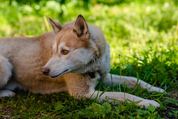 Husky dog lying in green grass. Horizontal view copyspace. Playfull young trained dog