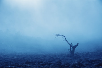 Obraz na płótnie Canvas Misty forest in the Demerdzhi mountain range in the Valley of ghosts