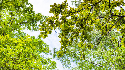 panoramic view of green branch of common oak tree