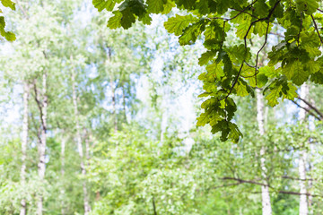 Fototapeta premium green oak leaves in forest with blurred birches