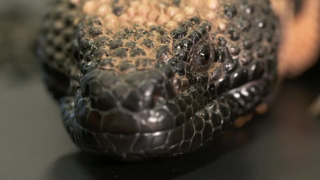 Handheld, extreme close up shot of a gila monster flicking its tongue.