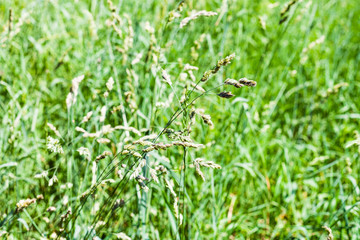 spikelets in green grass close up on green lawn