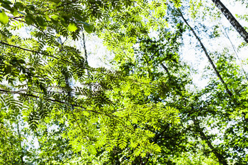 Fototapeta premium green foliage of rowan tree illuminated by sun