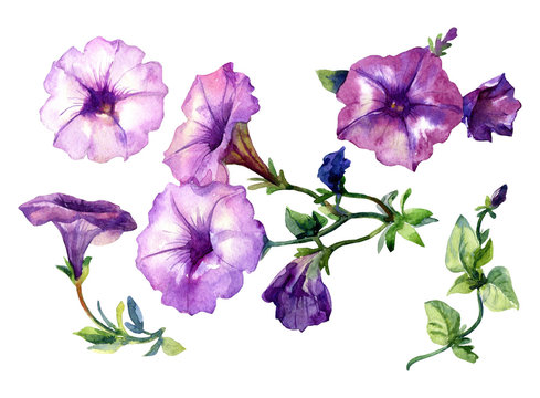 Petunia flowers painted in watercolor.