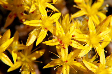 Obraz premium Biting stonecrop, (Sedum acre) with some red velvet mites in bright light