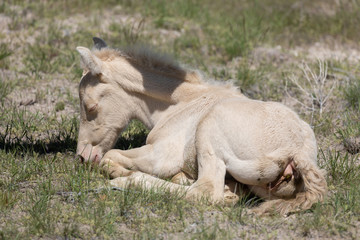 Obraz premium Cute Wild Horse Foal in Utah