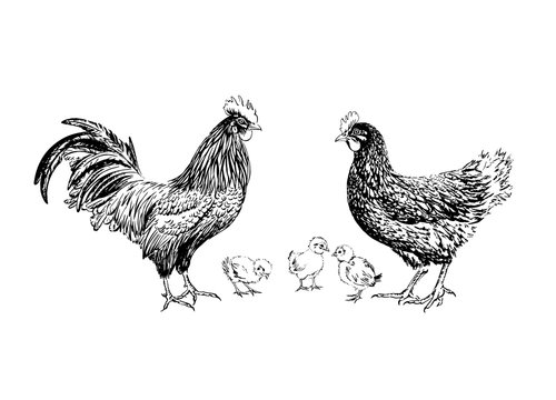 Rooster chicken and chickens hand-drawn black ink.