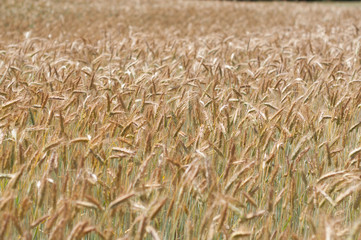 The Wheat Field in Village