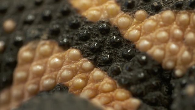 Handheld, extreme close up shot of the beads and scales on a gila monster.