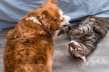 game between a dog and a cat close-up. Concept animals in the house