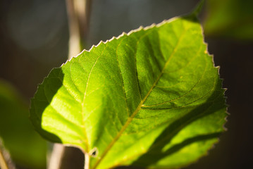 Sunflower Leaf Macro