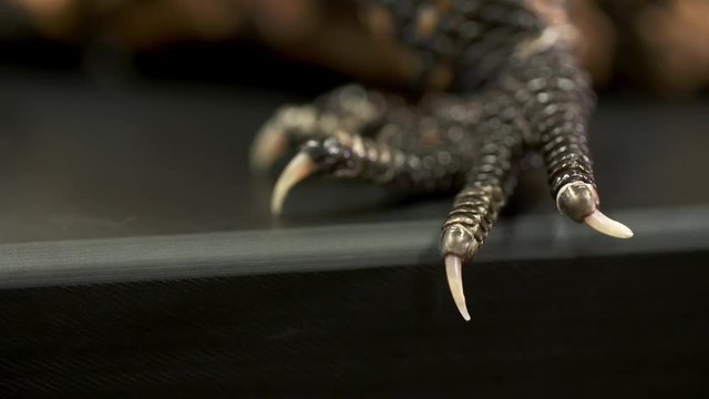 Handheld, extreme close up shot of the claws of a gila monster.