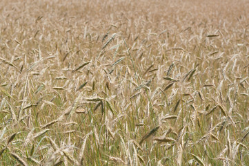 The Wheat Field in Village