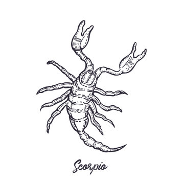 Zodiac sign Scorpio. The symbol of the astrological horoscope.