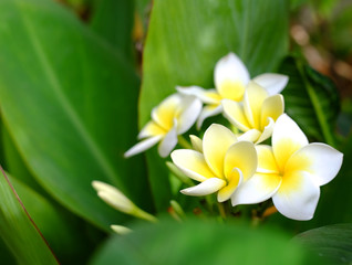 Fototapeta na wymiar Many frangipani flowers (Plumeria) white and yellow in between green leaves.