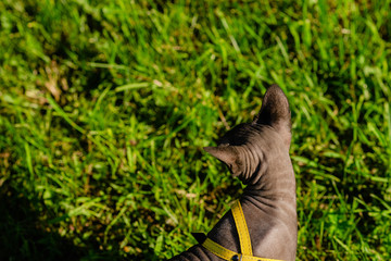 Grey spynx cat on a leash. Grey cat walking in the green field . Yellow leash.