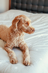 Cute adorable fluffy red-haired pet dog lying on clean bed in bedroom at home. Sad upset domestic animal poodle goldenhoodle terrier sitting on bedroom furniture looking away waiting foer owner.