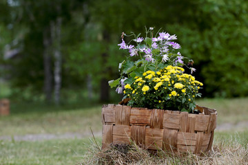 Yellow and blue summer flowers blooming in old wooden basket in garden