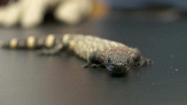 Steady, medium close up shot of a small, yellow gila monster on a table.