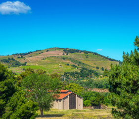 Vignes en terrasses de la Côte Vermeille,Occitanie. 