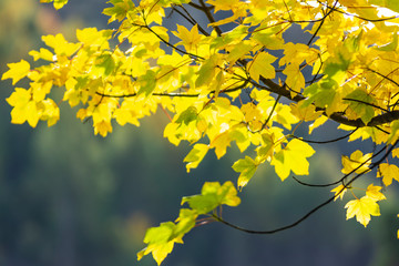 Obraz premium Beautiful leaves in the autumn season