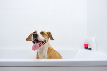 Funny cute dog enjoying the bath. Taking care of pets at home concept: trained obedient staffordshire terrier sits in a white bathtub