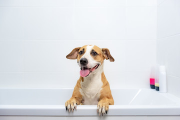 Cute dog sits in a bathtub, waiting to get washed. Bathing home pets concept: loyal staffordshire...