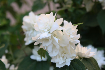 White flowers on blurred green background