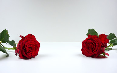 luxury beautiful dark red roses close up for valentine's dayat white background with copy space for your own text
