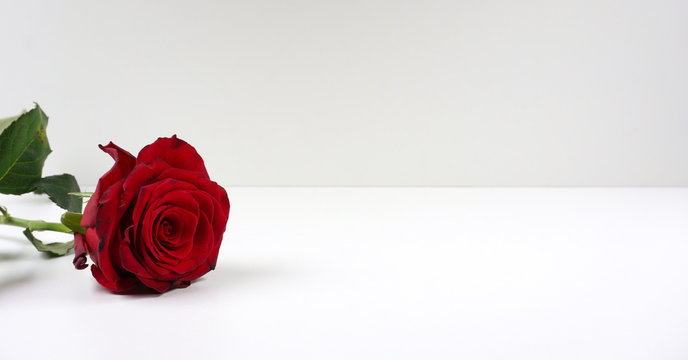 Red rose bloom by gift single beautiful red rose isolated on white background with copy space for your text
