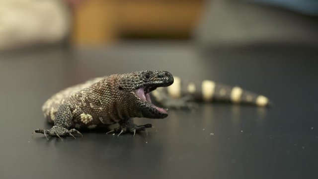 Handheld, medium close up shot of a small, yellow gila monster opening its jaw.