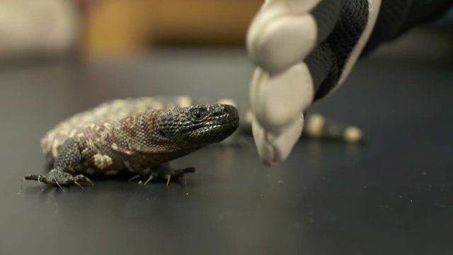 Handheld, medium close up shot of a gila monster hissing and biting at a gloved hand.