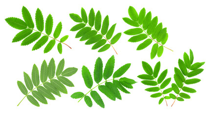 Collage of green leaves of fern and rowan isolated on white background