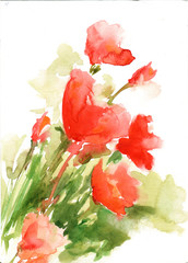 Red poppies in wild nature watercolor abstract illustration over white
