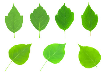 Collage of green leaves of maple and birch isolated on white background