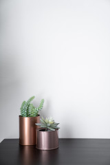 Isolated artificial plants copper vases \and standing on black wooden top with white background / interior design / composition background 