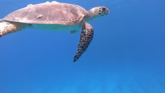 Schildkr&ouml;te 1