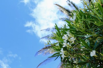 伊豆下田　美しい楽園”入田浜”