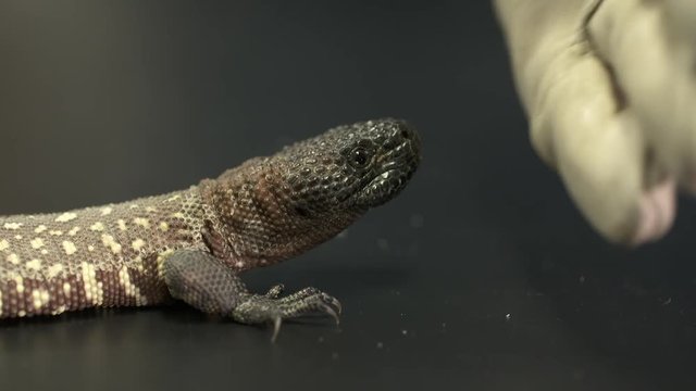 Handheld, medium close up shot of a gloved hand poking at a gila monster, it then lunges at the hand.
