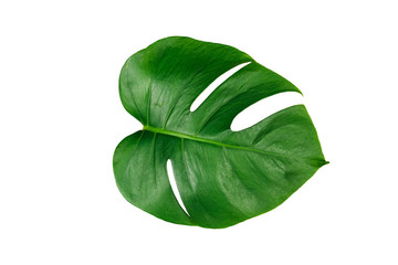 Monstera green leaf isolated on white background with clipping path for summer and spring design...