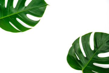 Monstera green leaf isolated on white background in flat lay style and top view.