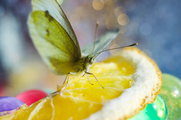 Butterfly nature background. Butterfly insects in nature. Butterfly on the orange. Macro. Blue bokeh background.