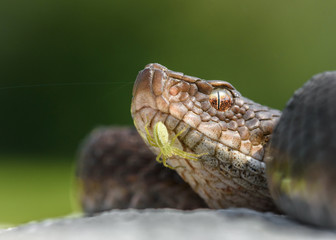 Vipera aspis zinnikeri macro in nature.