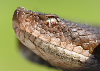 Vipera aspis zinnikeri macro in nature.