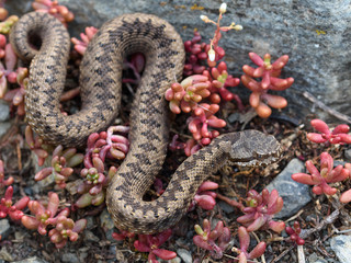 Vipera aspis zinnikeri macro in nature.
