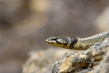 false smooth snake in nature.
