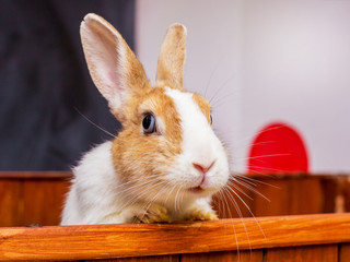 Obraz premium White rabbit with orange spots looks out of the cage_