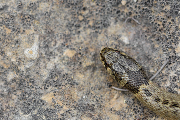 false smooth snake in nature.