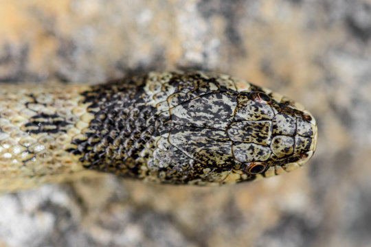 false smooth snake in nature.