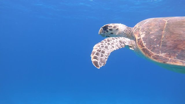Schildkroete 2